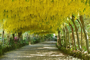 bodnant gardens